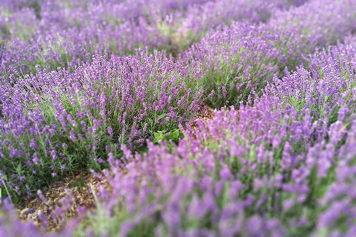 field of lavender to portray a cleanly atmosphere provided by Cleaning with Krystal, providing exceptional household cleaning services in Boca Raton, Palm Beach, North Broward household cleaning services in south florida with Krystal