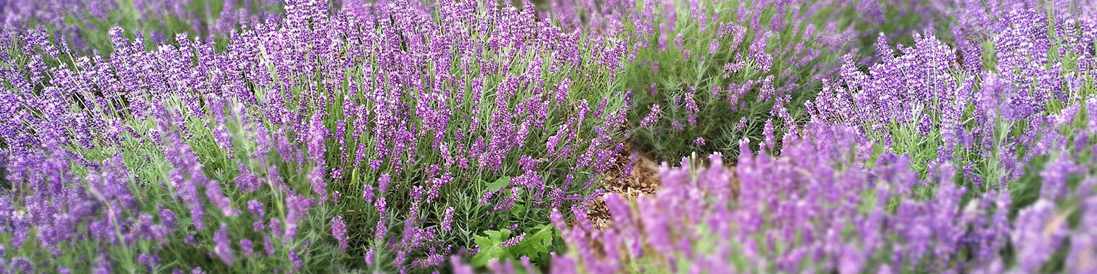 field of lavender to portray a cleanly atmosphere provided by Cleaning with Krystal, providing exceptional household cleaning services in Boca Raton, Palm Beach, North Broward household cleaning services in south florida with Krystal